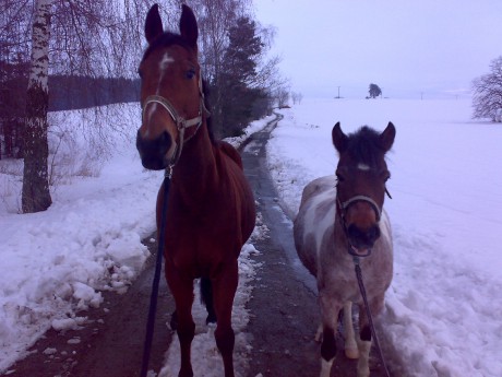 Luckynek a Jerseynka